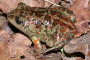 Oasi WWF - Pelobate Fosco Italiano (Pelobates Fuscus Insubricus)